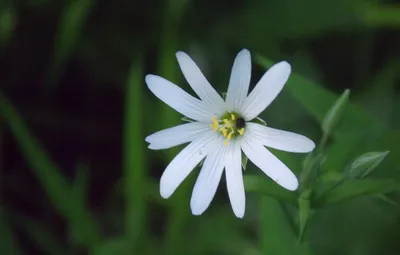 Красивый белый полевой цветок в луге, Литве Стоковое Фото - изображение  насчитывающей литва, бело: 119346670