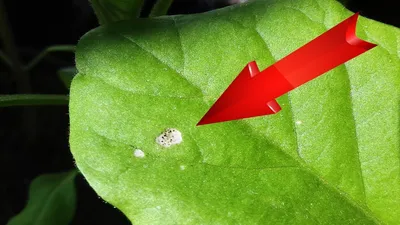 Silver spots on leaves of eggplant, tomato, bell pepper_Eggplant leaf  spot_thrips on tomato leaves - YouTube