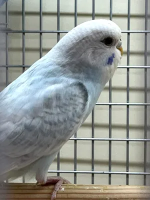 Белый волнистый попугай фото