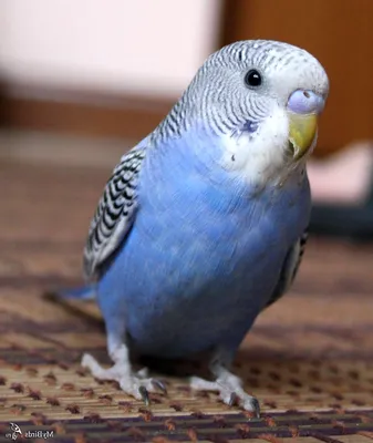⬇ Скачать картинки Синий волнистый попугай, стоковые фото Синий волнистый  попугай в хорошем качестве | Depositphotos