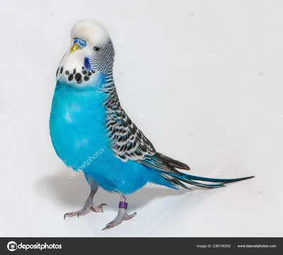 Волнистый попугай / Melopsittacus undulatus - «Мы в ответственности за тех,  кого приучили. Милый пернатый питомец у меня дома.» | отзывы