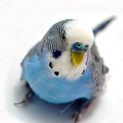 Волнистый попугайчик голубой Konik AMF1085 - купить за 390 рублей в  интернет-магазине Юниор