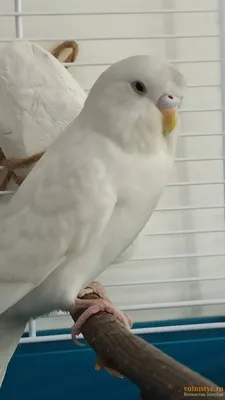 Whiteblue волнистый попугай, изолированные на белом фоне | Премиум Фото