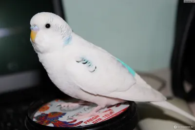 Белый попугай | Пикабу