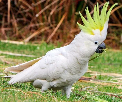 Красивый большой белый попугай Какаду | Попугай, Белый