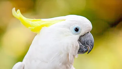 Сер-crested Galleria какаду, Cacatua, большой белый какаду популярный в  Австралии и Новая Гвинея, большой белый попугай в зеленой Стоковое  Изображение - изображение насчитывающей ð±oð»ñœñˆ, ñƒ: 64628275