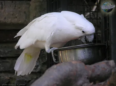 ⬇ Скачать картинки Большой белый попугай какаду, стоковые фото Большой белый  попугай какаду в хорошем качестве | Depositphotos