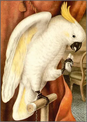 Белый какаду, также известный как какаду зонтик в попугаи зоопарка в белом  Стоковое Фото - изображение насчитывающей головка, птиц: 186182304