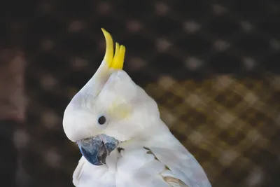 Попугай белый (43 лучших фото)