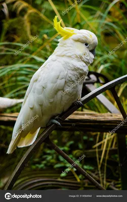 Купить фарфоровую статуэтку Попугай белый какаду, Karl Ens, Германия по  низким ценам - Старивина
