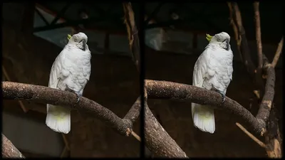 Картинка Белые какаду » Попугаи » Птицы » Животные » Картинки 24 - скачать  картинки бесплатно