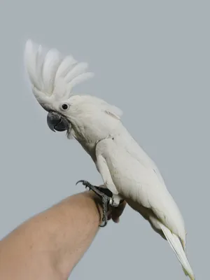 Белый попугай (56 лучших фото)