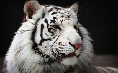 Белый тигр животного фото