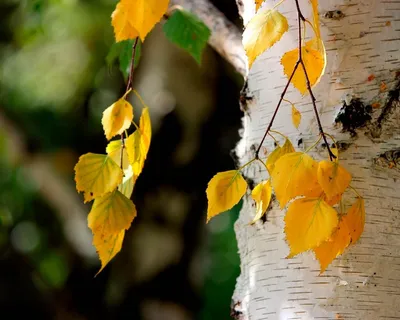 Листья березы осенью - фото и картинки: 86 штук