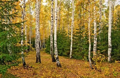 Фото Осень Березы Природа Леса Деревья