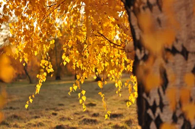 Обои береза, осень, дерево, лист, желтый - картинка на рабочий стол и фото  бесплатно