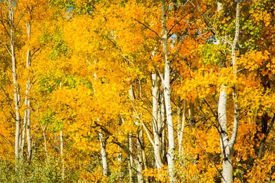 Картинка Осень Березы Природа дерева Времена года 3872x2582