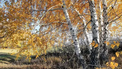 Фото берёзы осенью | Пейзажи, Береза, Природа