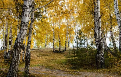 Обои осень, листья, природа, фото, березы картинки на рабочий стол, раздел  пейзажи - скачать