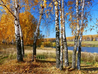 Обои на телефон: Деревья, Природа, Пейзаж, Березы, Осень, 41930 скачать  картинку бесплатно.