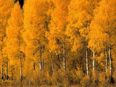 Обои Береза, деревья, трава, осень 2880x1800 HD Изображение