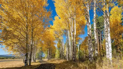 Берёза осенью (33 фото) | Береза, Пейзажи, Осенний пейзаж