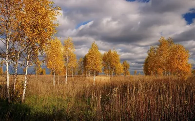 Осенью прошлого года на берегу озера Saimaa береза Puumala Финляндия  Стоковое Изображение - изображение насчитывающей ландшафт, сезон: 168421621