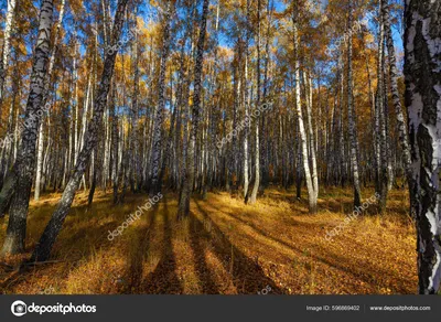 Красивые березы осенью стоковое фото. изображение насчитывающей цвет -  163142004