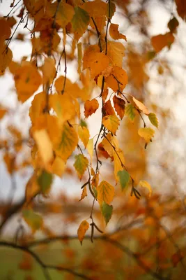 Березовый лес осенью - 72 фото