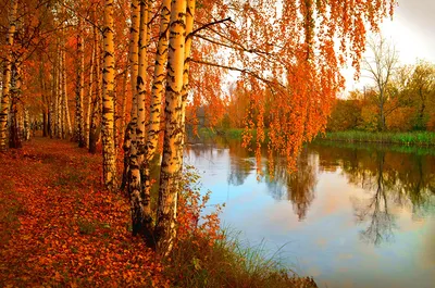Березовый лес осенью - 53 фото