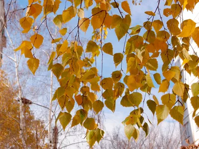 Обои осень, лес, листья, мост, природа, фото, березы картинки на рабочий  стол, раздел пейзажи - скачать