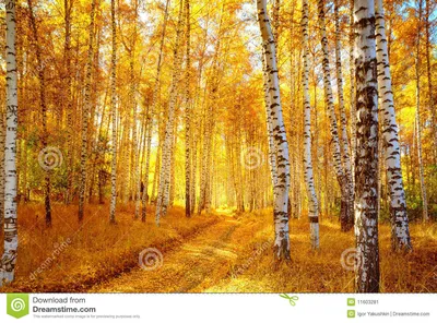 Обои Осень, береза, солнце 1920x1200 HD Изображение