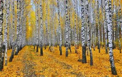 Обои осень, лес, листья, деревья, желтые, березы, роща, тропинки картинки  на рабочий стол, раздел природа - скачать