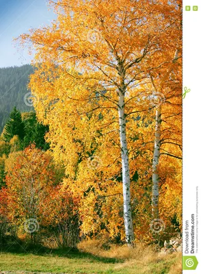 Желтая береза осени в древесинах Стоковое Изображение - изображение  насчитывающей ð±oð±ñ€ð°, ð¸ð·oð±ñ€ð°ð¶ðµð½ð¸ðµ: 75901075