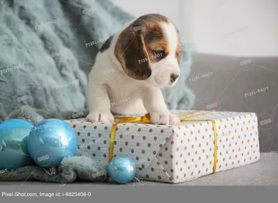 Милый щенок бигля с рождественским декором и подарком на дом :: Стоковая  фотография :: Pixel-Shot Studio