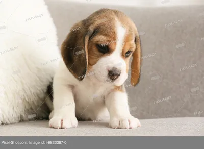 Милый щенок бигля на диване :: Стоковая фотография :: Pixel-Shot Studio