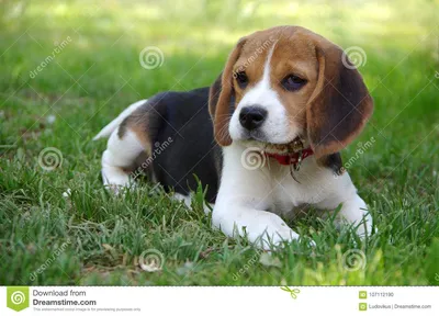 Бигль щенка собаки в траве стоковое фото. изображение насчитывающей  прелестное - 107112190