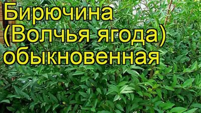 Бирючина обыкновенная. Краткий обзор, описание характеристик, где купить  саженцы ligustrum vulgare - YouTube