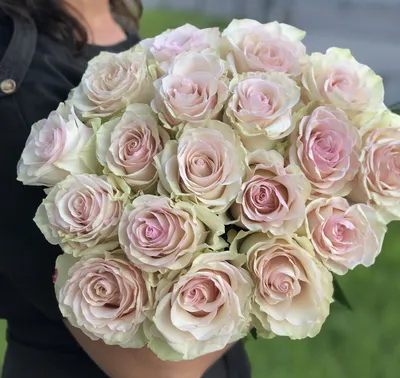 Бледно розовые розы фото