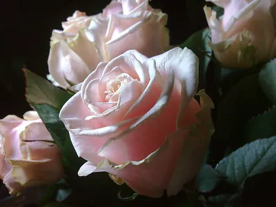 Бледно-розовые розы-спрей Odilia без оформления