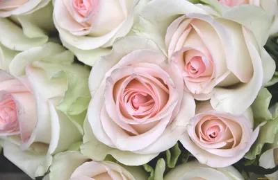 Купить 35 светло-розовых роз (40 см.) в упаковке по доступной цене с  доставкой в Москве и области в интернет-магазине Город Букетов