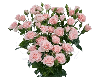 Кулон-подвеска бело-розовая роза в росе из полимерной глины | Розовые розы,  Флористика, Розы