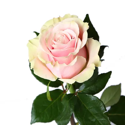 Роза из мыла бледно-розовая 50 шт - Купить мыльные цветы в Москве