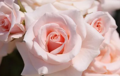 Фотообои Узор из бледно-розовых роз 36160 купить в Украине |  Интернет-магазин Walldeco.ua