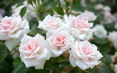 Розовые розы в белой вазе | Обои для телефона