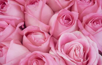 Высушенные прессованные бледно-розовые розы, 60 шт - купить по выгодной  цене | AliExpress