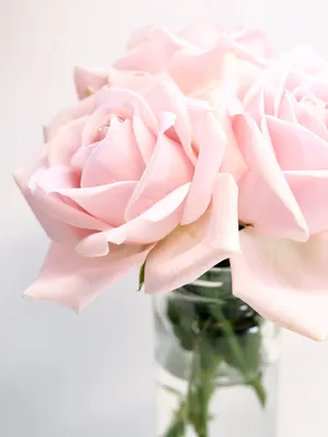 Букет из 7 Роз – Светло розовые c доставкой по всему Казахстану