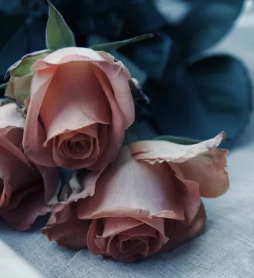 Розовых роз в хорошем качестве - картинки для рабочего стола и фото обои