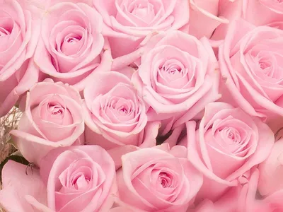 Фон розовые розы фото (246 фото) » ФОНОВАЯ ГАЛЕРЕЯ КАТЕРИНЫ АСКВИТ
