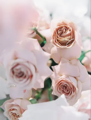 Букет из 51 бледно-розовой розы в Ишиме купить, цена 6588 руб - доставка  цветов Bflower в Ишиме